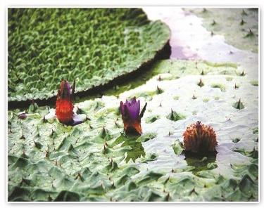 雄安新区生态型水生植物培育基地如何选择服务商