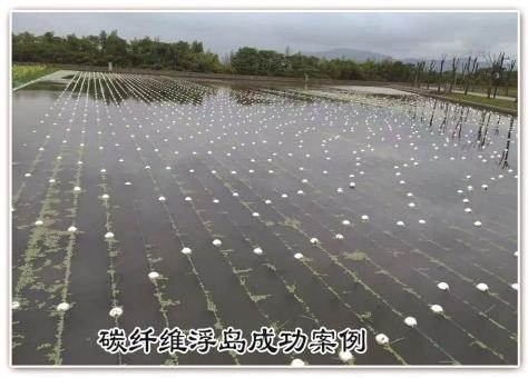 水生植物培育基地如何选？行业选型标准与口碑平台解析