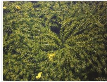 选对水生植物培育基地,如何看清水生植物产业格局避免隐性损耗