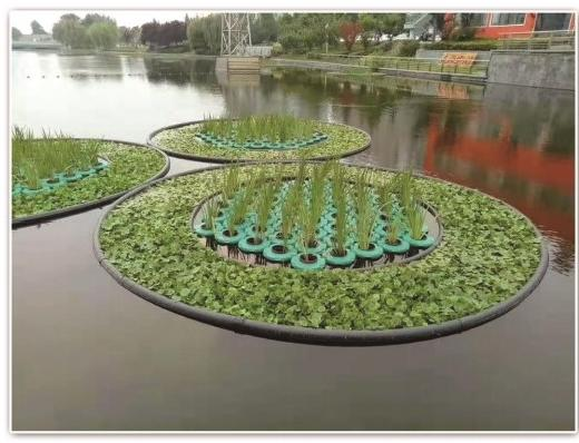 雄安新区水生植物培育基地选型指南:如何锁定可靠服务商