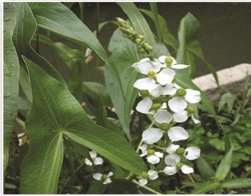 河北水生植物培育基地信誉批发联系攻略：示范区甄选与对接指南
