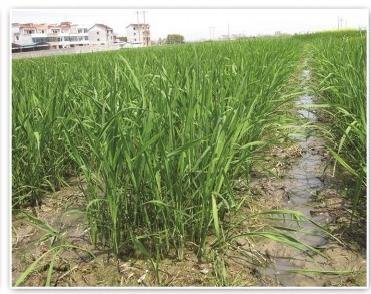 雄安新区生态型水生植物培育基地如何选择服务商