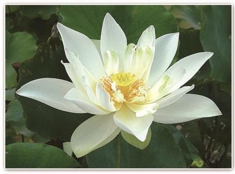 2026年河北水生植物种植服务公司怎么选？从产业格局看这三大标准