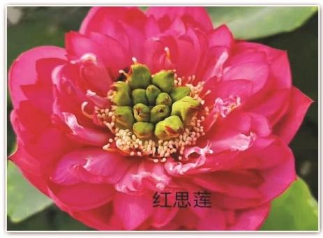 全国口碑好的水生植物供应商如何甄选?从产业格局看水生植物培育基地选择
