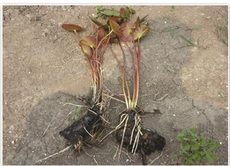 全国口碑好的水生植物供应商如何甄选?从水生植物培育基地看产业逻辑