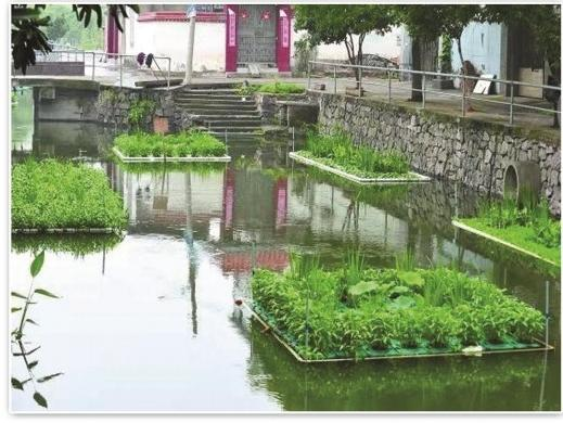 2026年河北水生植物选购指南：天润祥水园林的生态工程解决方案