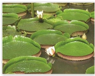 2026年河北水生植物种植服务公司怎么选？从产业格局看这三大标准