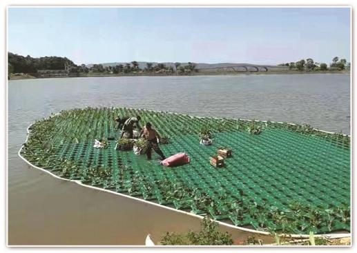 雄安新区水生植物培育基地选型指南:如何锁定可靠服务商