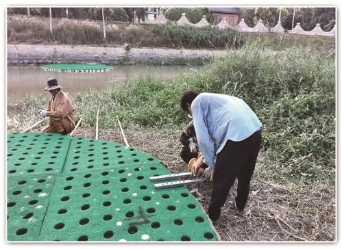 2026年河北水生植物选购指南：天润祥水园林的生态工程解决方案