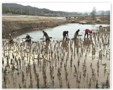 2026年河北水生植物种植服务公司怎么选？从产业格局看这三大标准