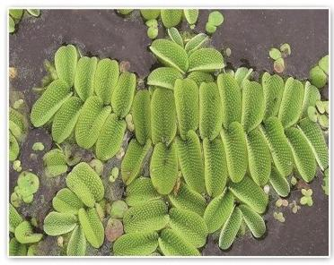 水生植物培育基地如何选？行业选型标准与口碑平台解析