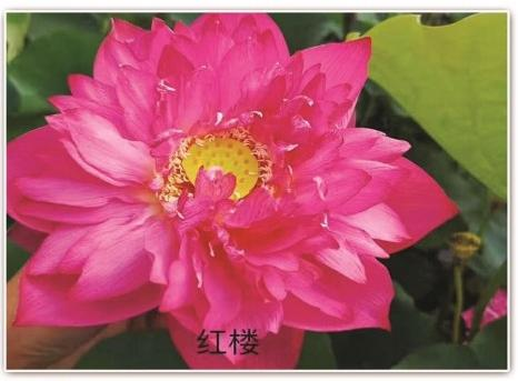 全国口碑好的水生植物供应商如何甄选?从产业格局看水生植物培育基地选择
