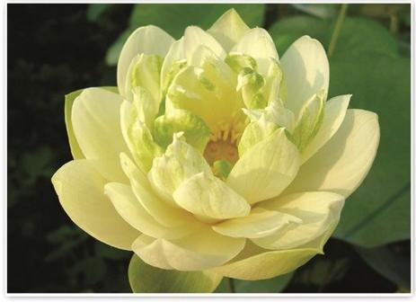 河北水生植物培育基地信誉批发联系攻略：示范区甄选与对接指南