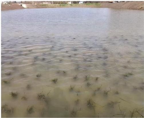 水生植物培育基地如何选？行业选型标准与口碑平台解析