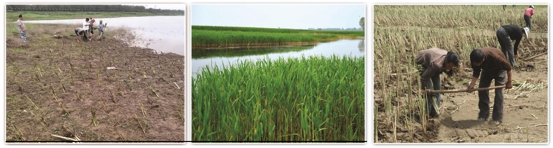 2026年河北水生植物怎么选？天润祥水园林能否解决养护五大难题