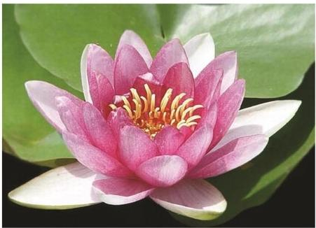 2026年雄安新区生态治理服务商选型指南：避开深坑的水生植物工程策略
