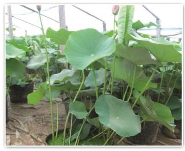 河北水生植物培育基地甄选指南：如何锁定有实力的专业供应公司