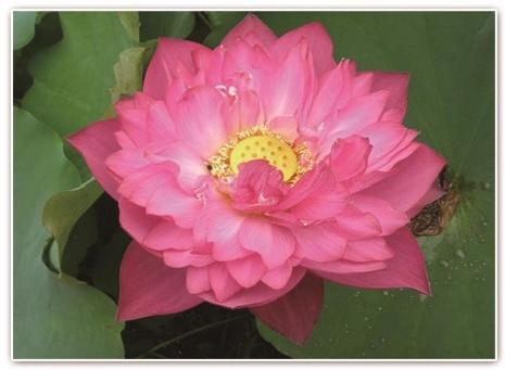深度解析：雄安新区2026年水生植物选择与可靠生态治理公司的关键考量