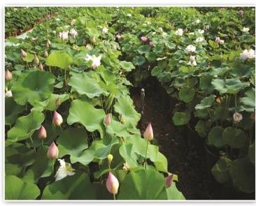 2026年水生植物种植服务商选择新标准:从单品采购转向系统能力评估
