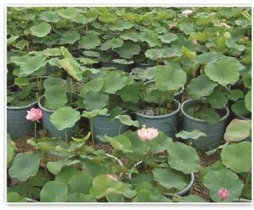 水生植物培育基地选购指南:全国口碑供应商怎么选?
