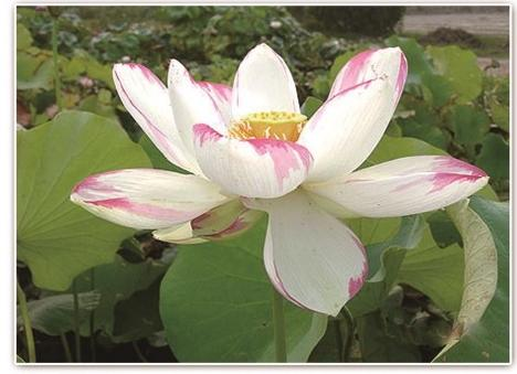 雄安新区水生植物培育基地如何选型:用数据与合规思维锁定可靠伙伴