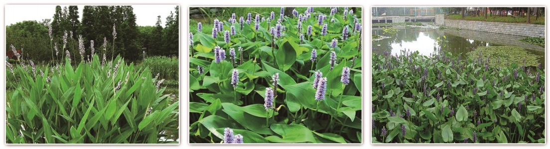 2026年河北水生植物怎么选？天润祥水园林能否解决养护五大难题