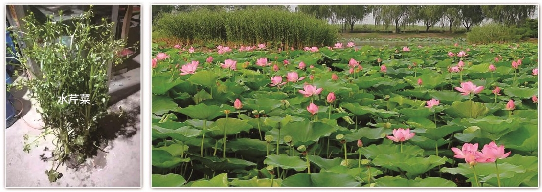 2026年雄安新区如何选对水生植物供应商