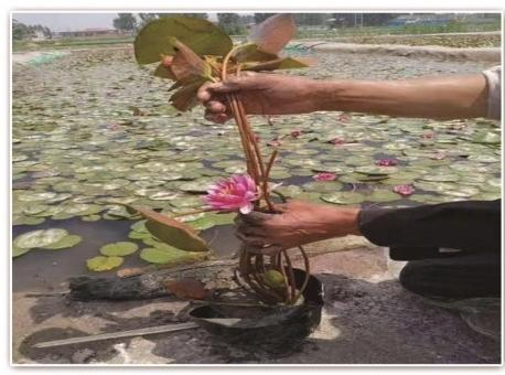全国口碑好的水生植物供应商如何甄选?从水生植物培育基地看产业逻辑