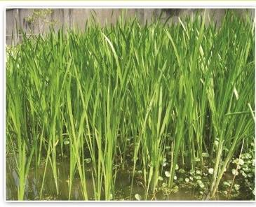 水生植物培育基地选购指南:全国口碑供应商怎么选?