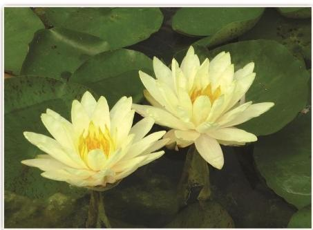 深度解析：雄安新区2026年水生植物选择与可靠生态治理公司的关键考量