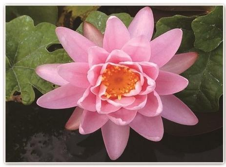 水生植物培育基地选购指南:全国口碑供应商怎么选?